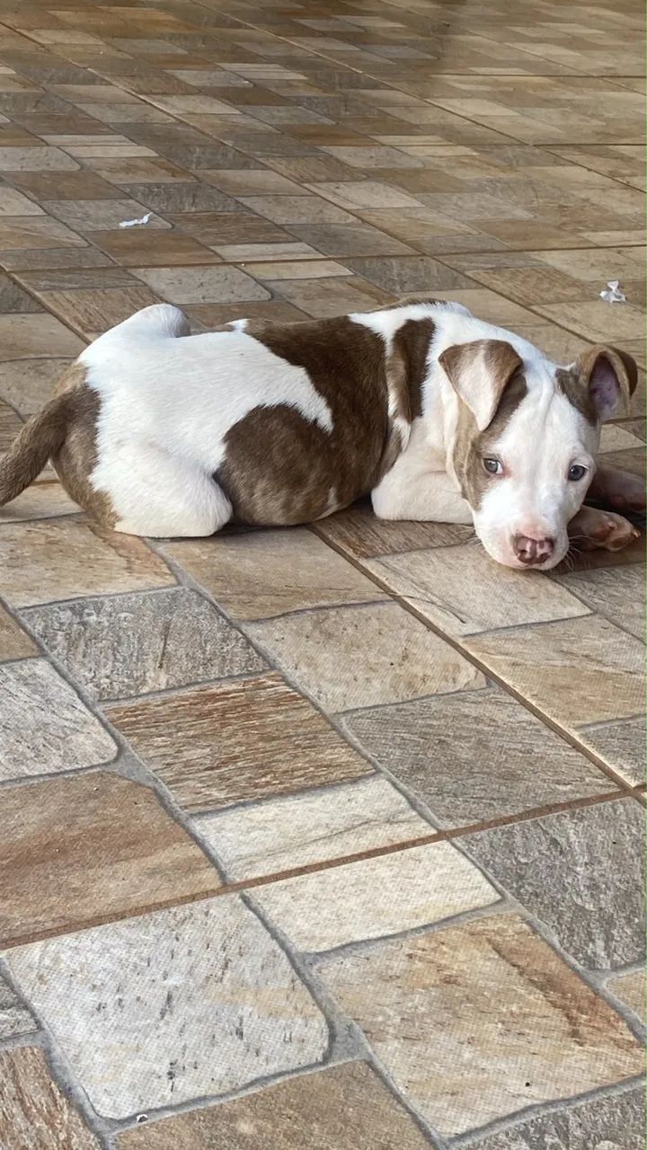Cachorro 