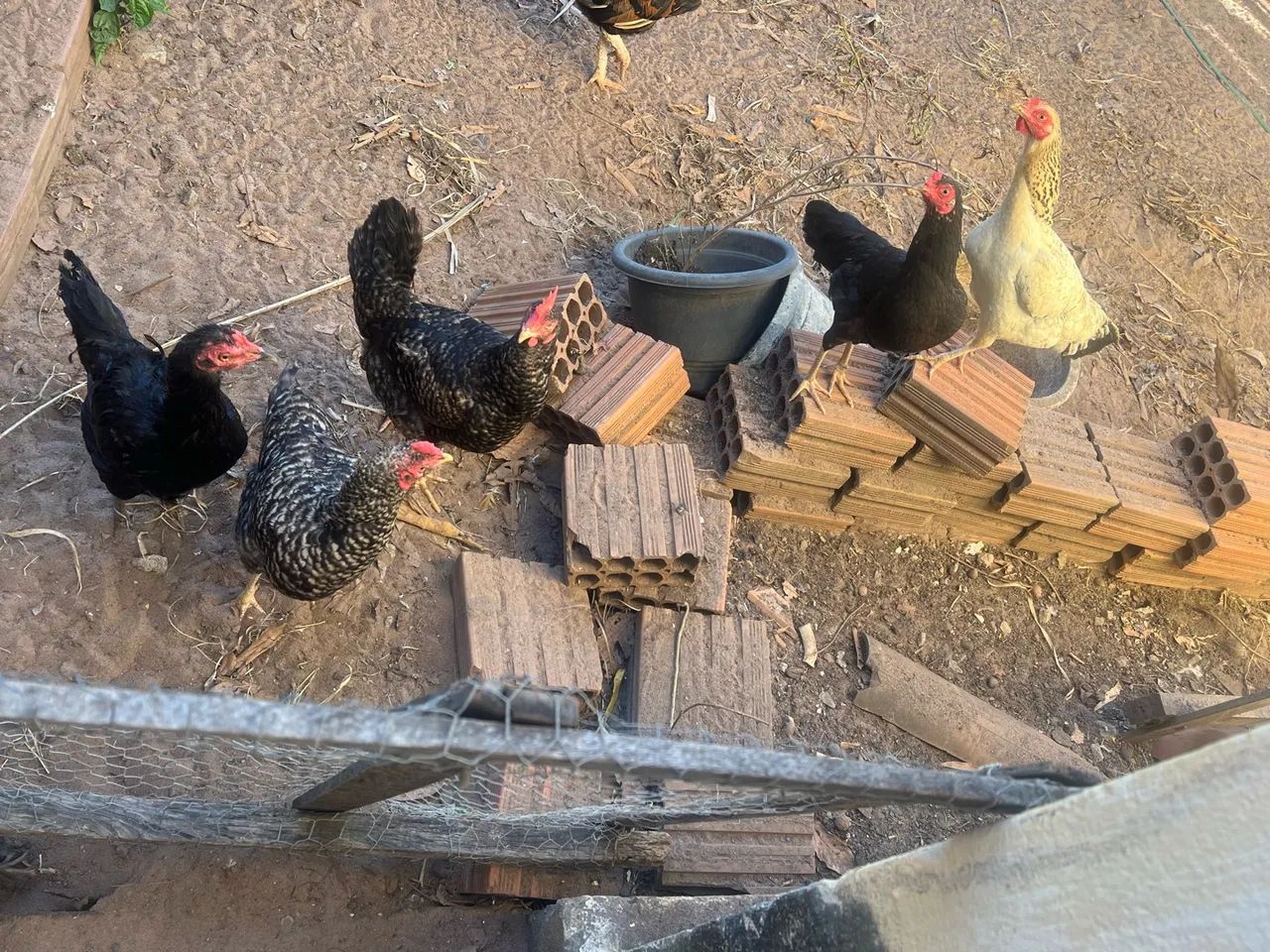 Frango e frangas caipira  - Foto 5