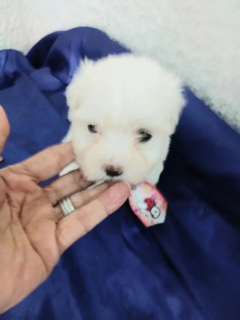Maltês macho micro com pedigree  - Foto 2