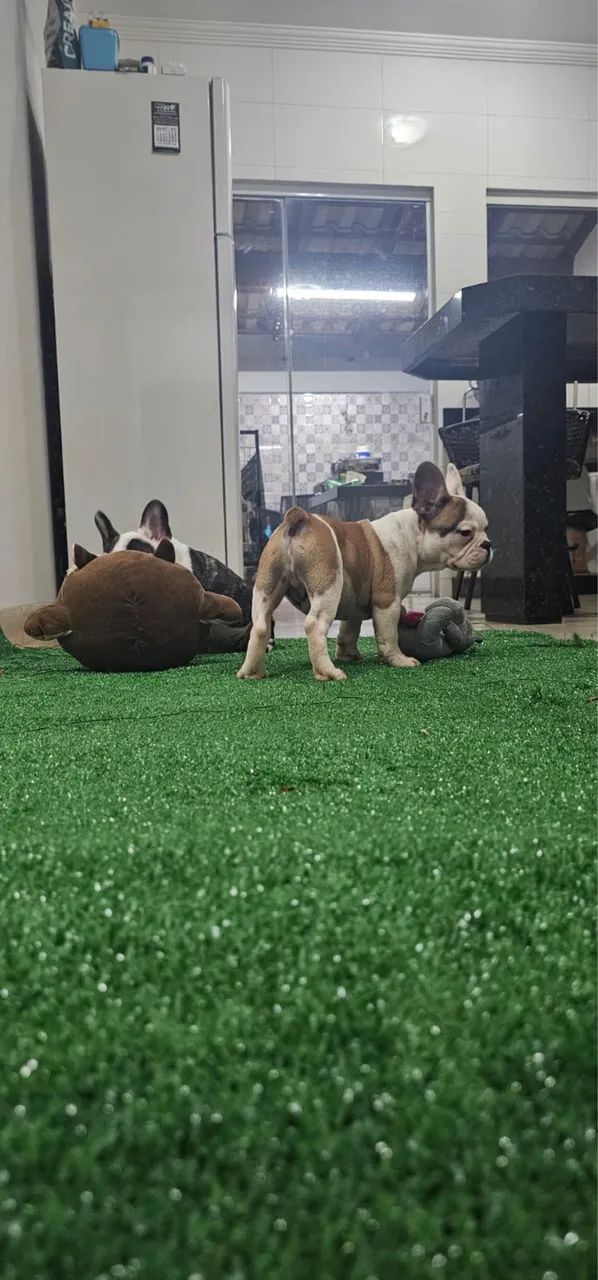 Lindos filhotes de buldogue francês  - Foto 2