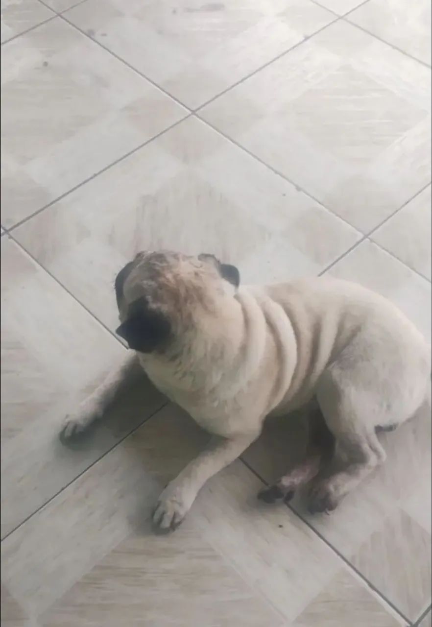 Pug macho lindo 