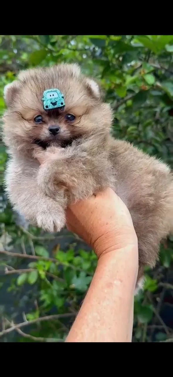 Macho de Spitz alemão  - Foto 4