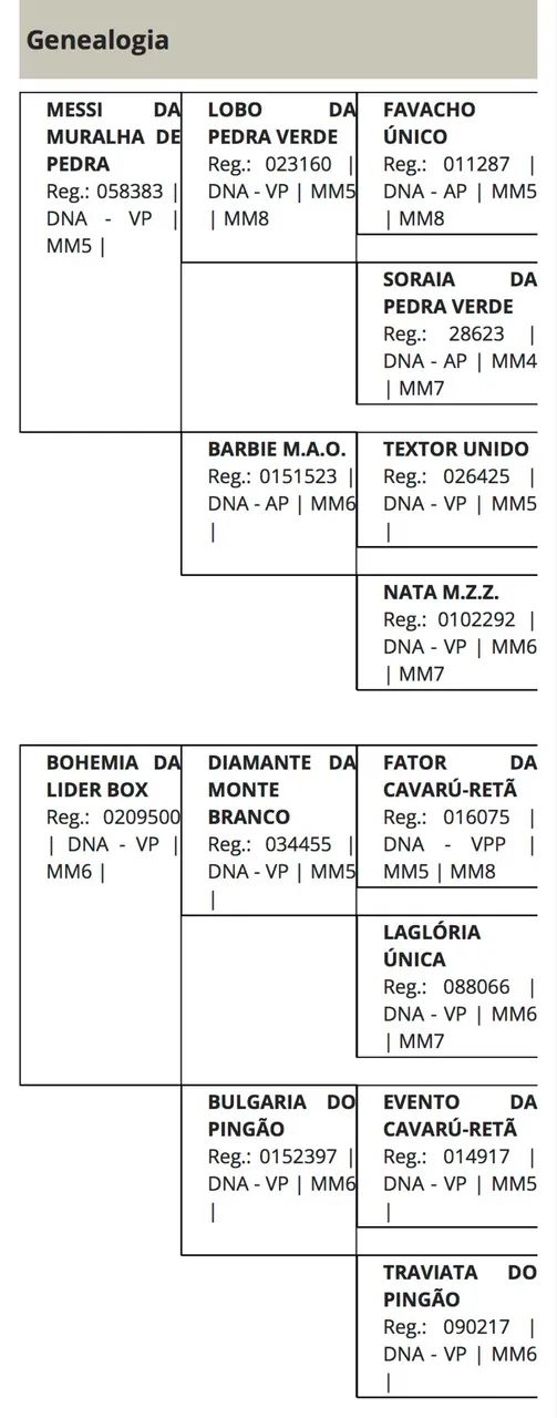 Cavalo - Foto 5