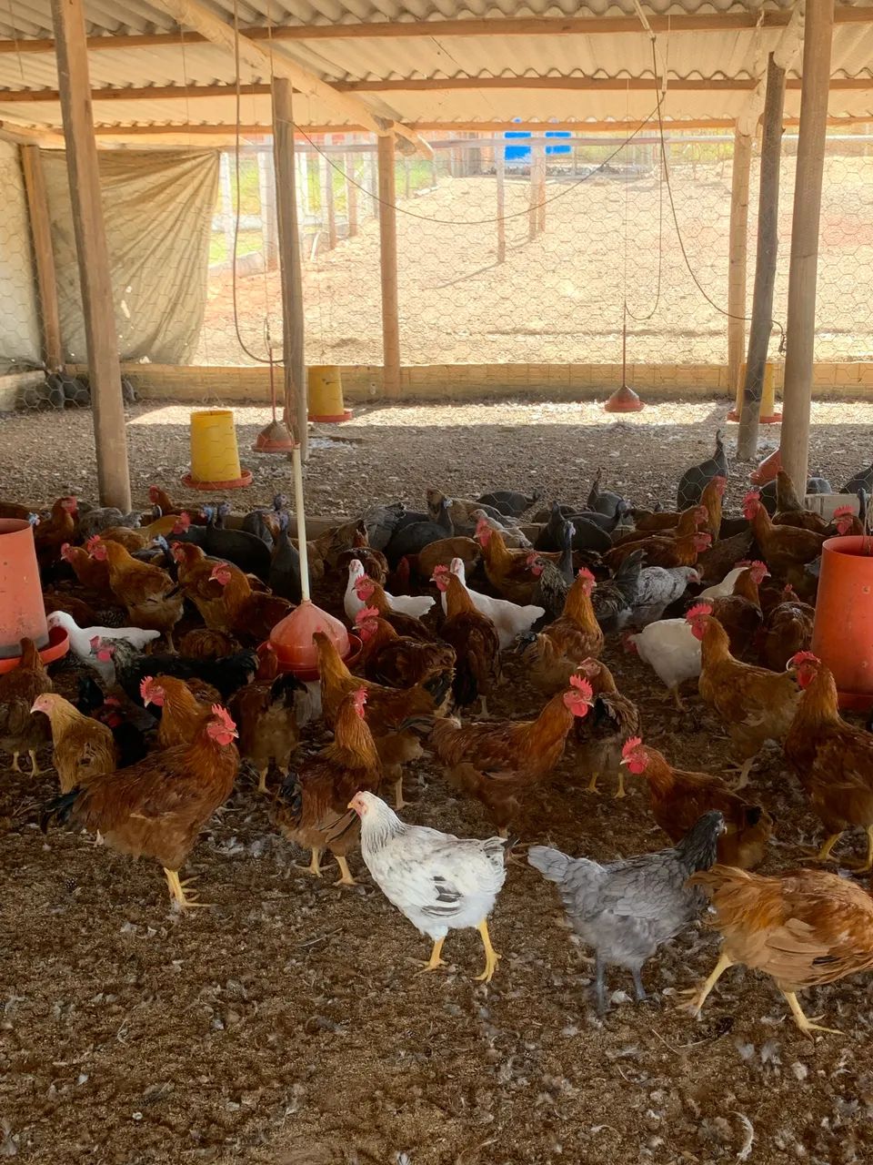 Galinhas e galos  - Foto 3