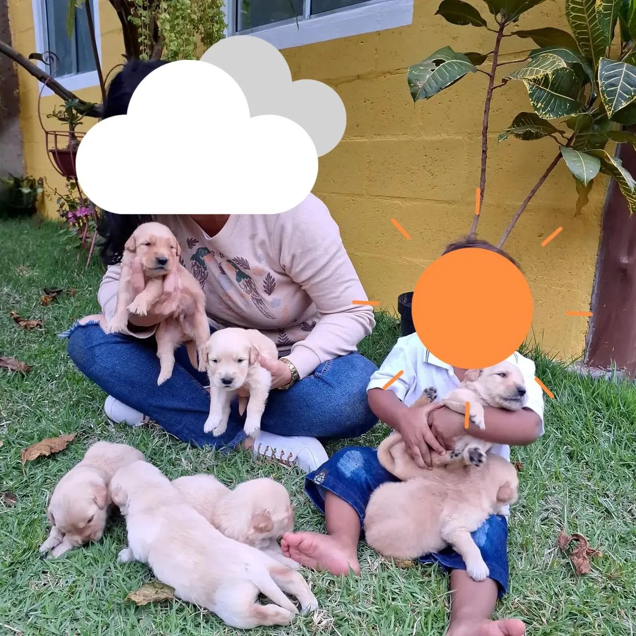 Filhote de Golden retrievier com pedigree e micro chip  - Foto 2