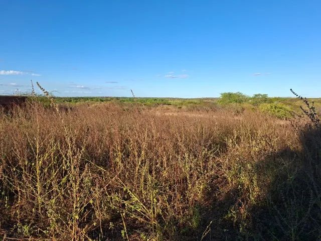 VENDO 3 TERRENOS EM UMARIZAL/RN - EXCELENTE OPORTUNIDADE! - Foto 4