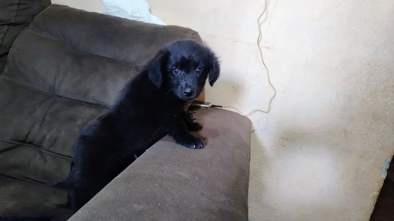 Doa-se estes lindos cachorrinhos  - Foto 4