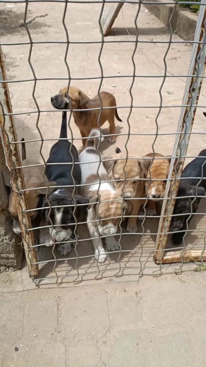 Doação de cachorros filhotes 