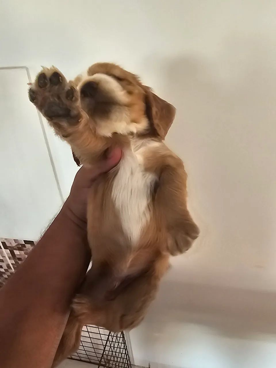 Filhotes cocker spaniel , apenas macho - Foto 4