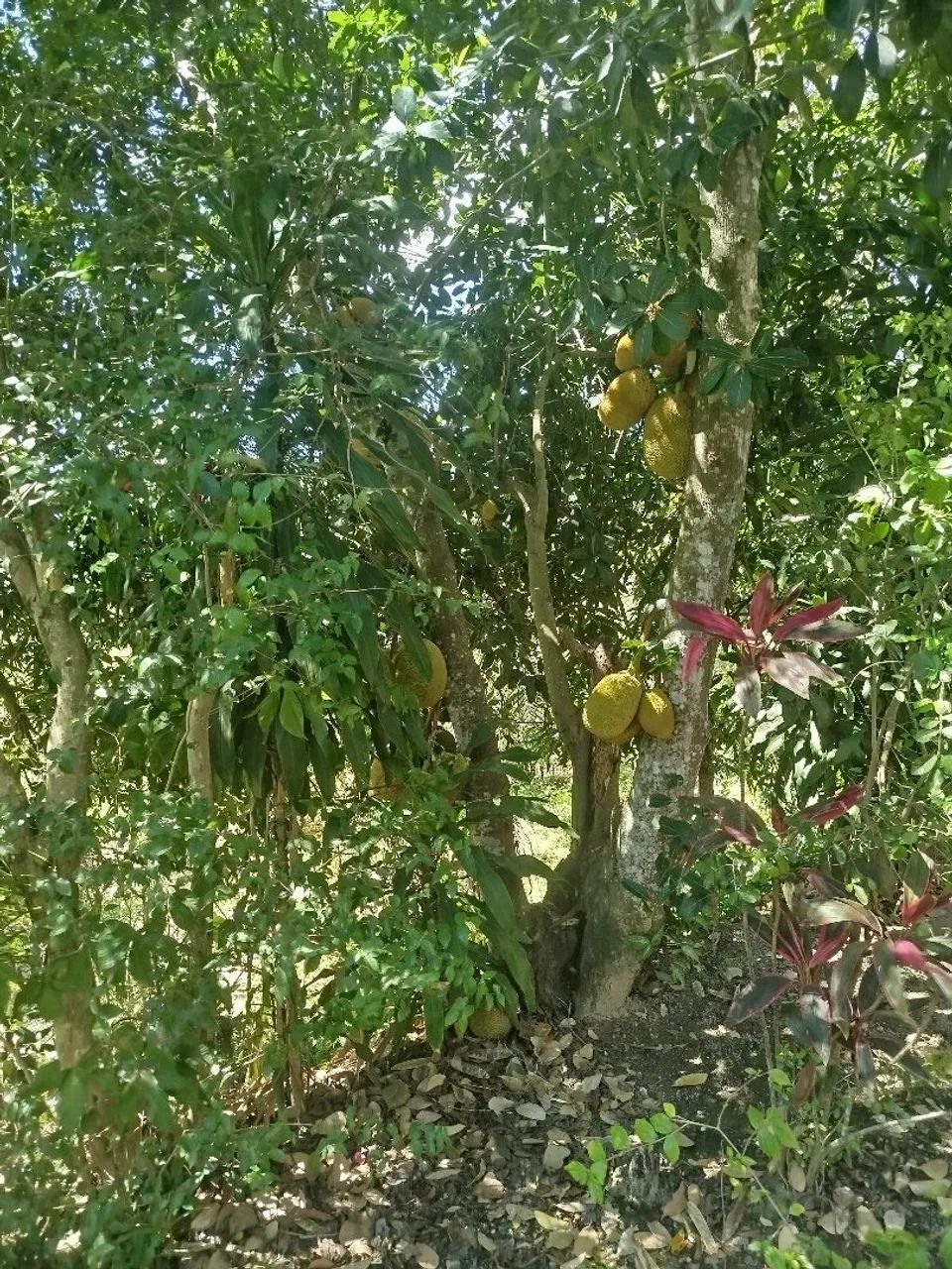 Sítio lagoinha - Nova Iguaçu - RJ - Foto 12