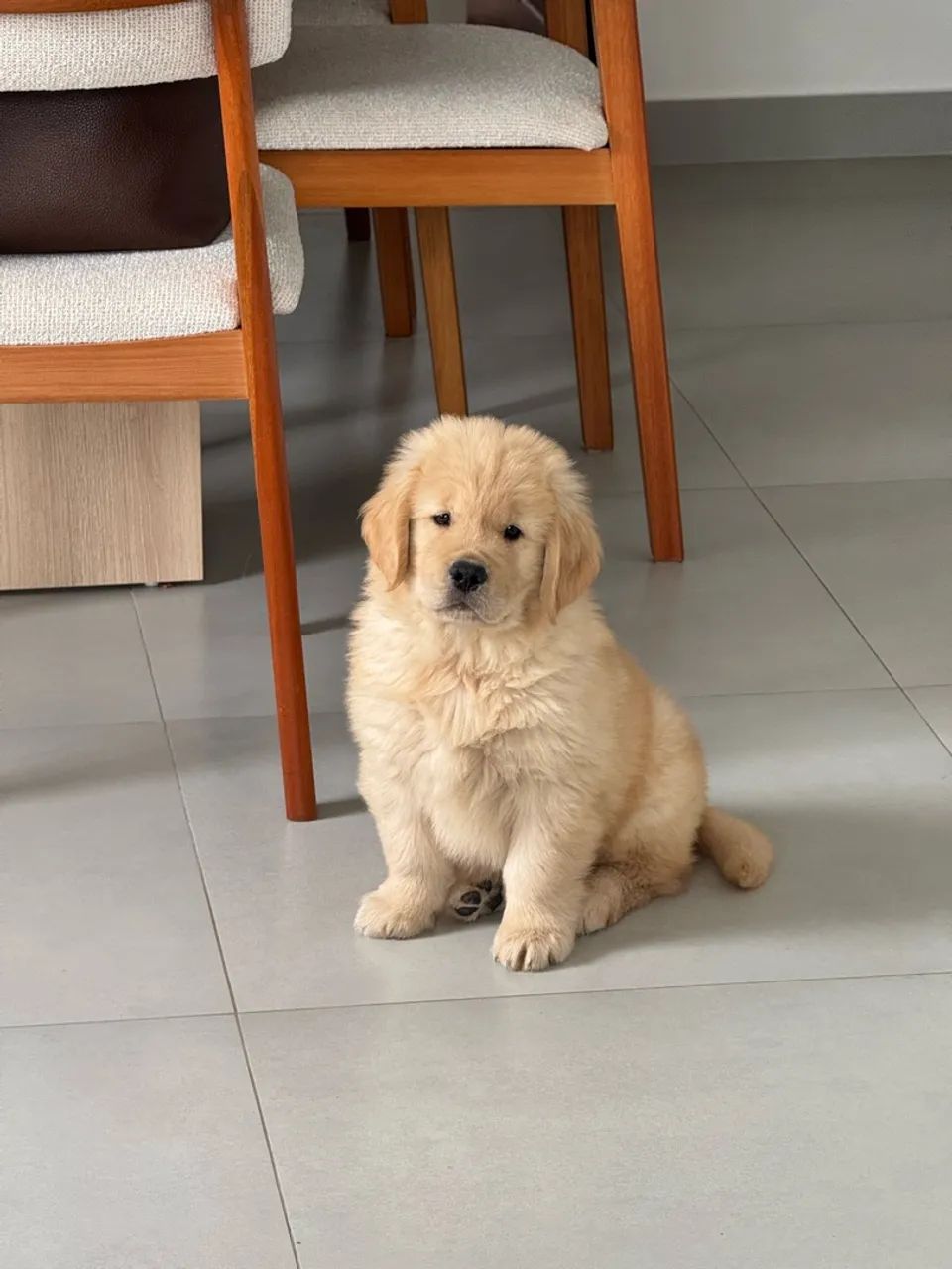 Filhote Golden Retrivier