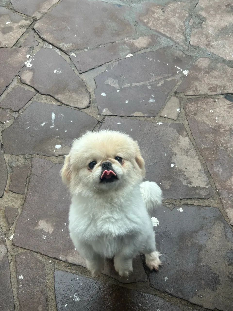 Cachorro - Foto 5