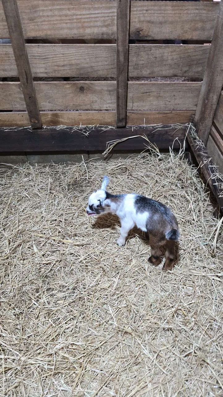 Mini cabra / mini bode - Foto 2