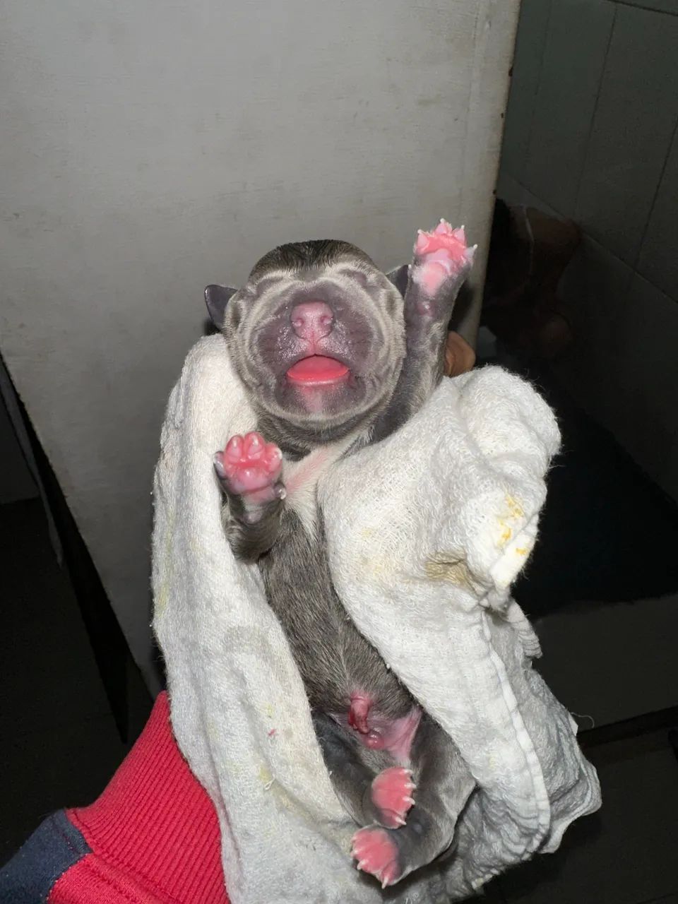 American bully - Foto 3