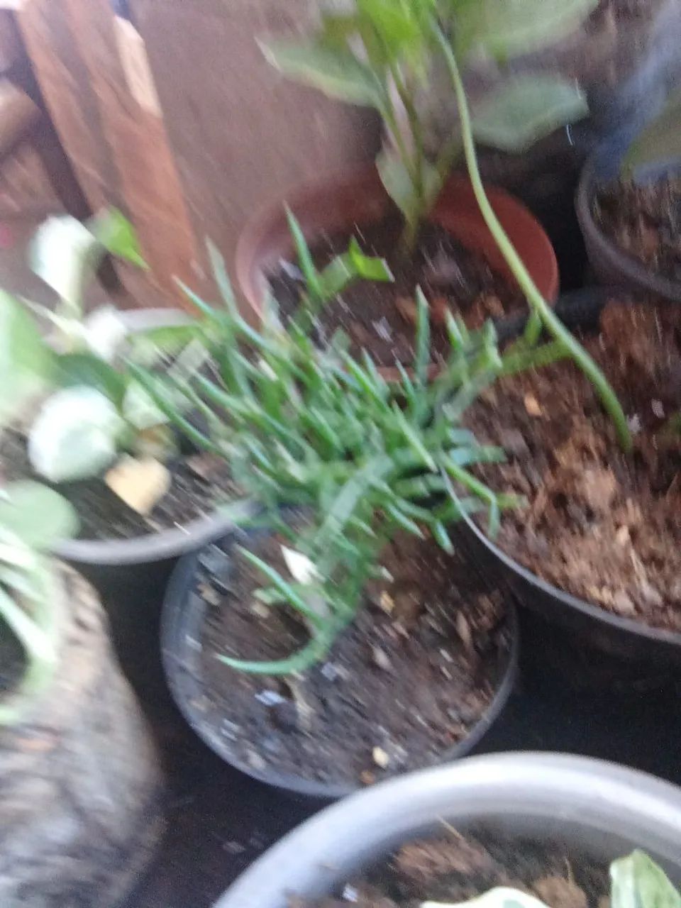 Plantas  - Foto 2