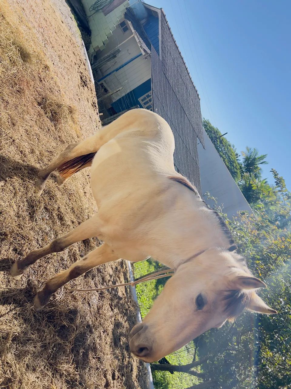 Cavalo baio
