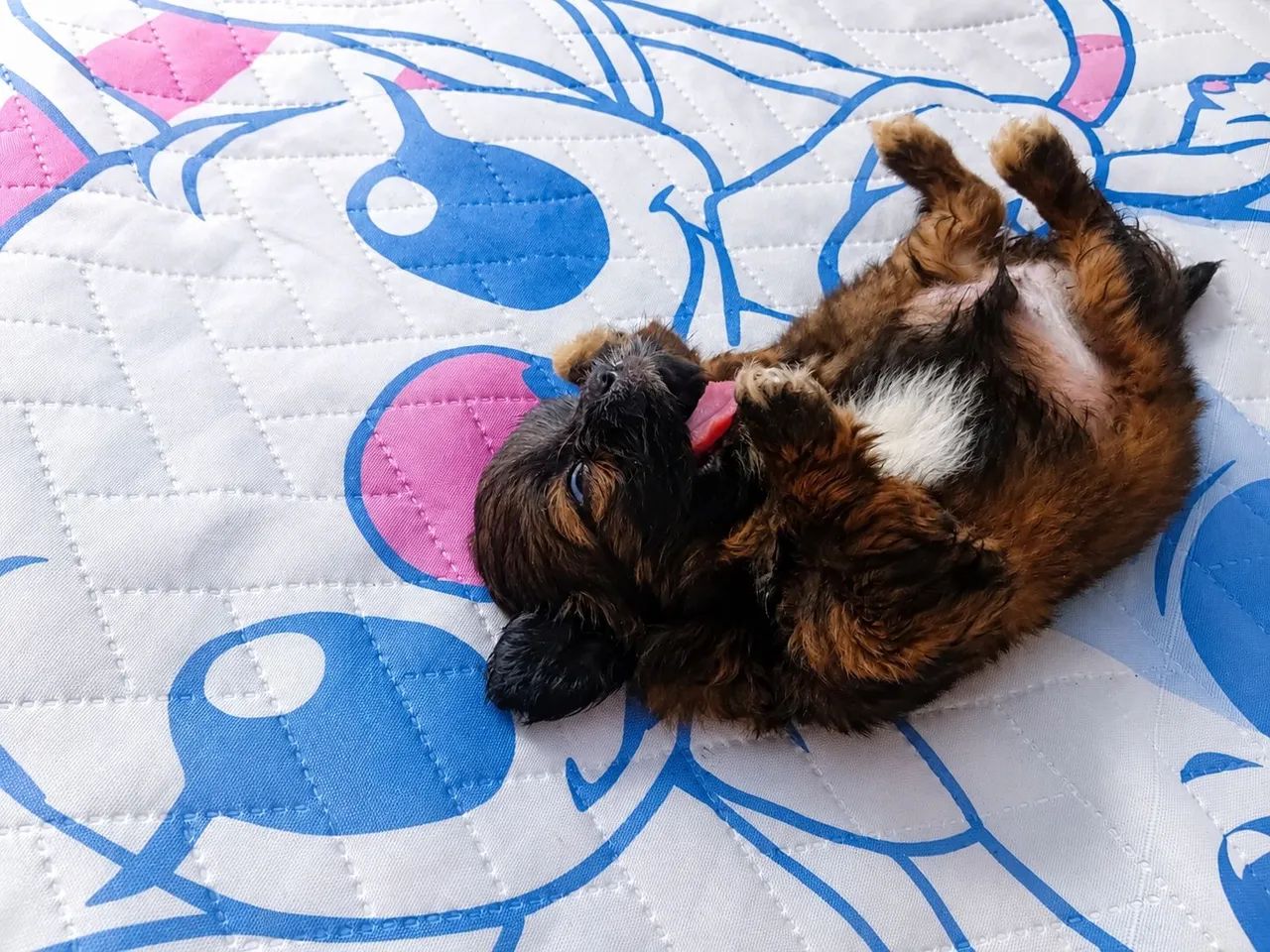 Shih tzu  - Foto 2