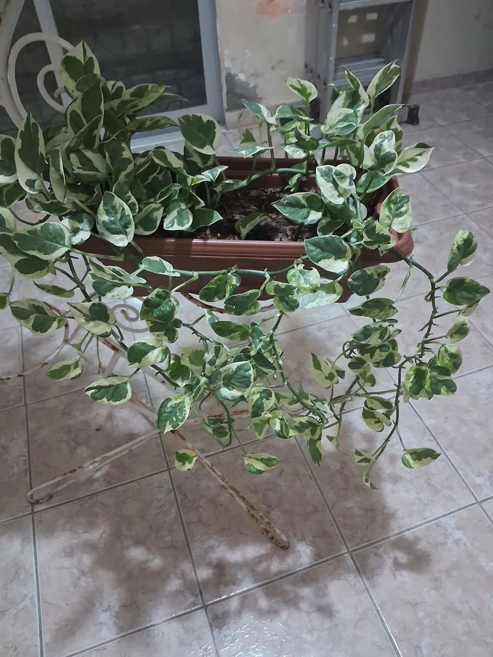 Jardim 