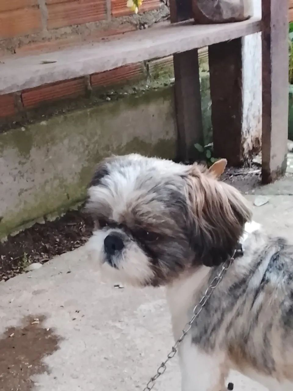 Vendo macho 