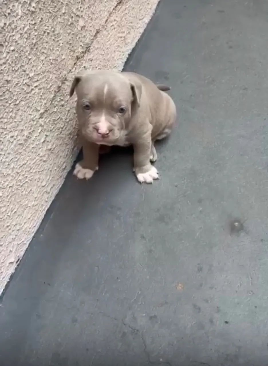 Cachorro pitbull  - Foto 2