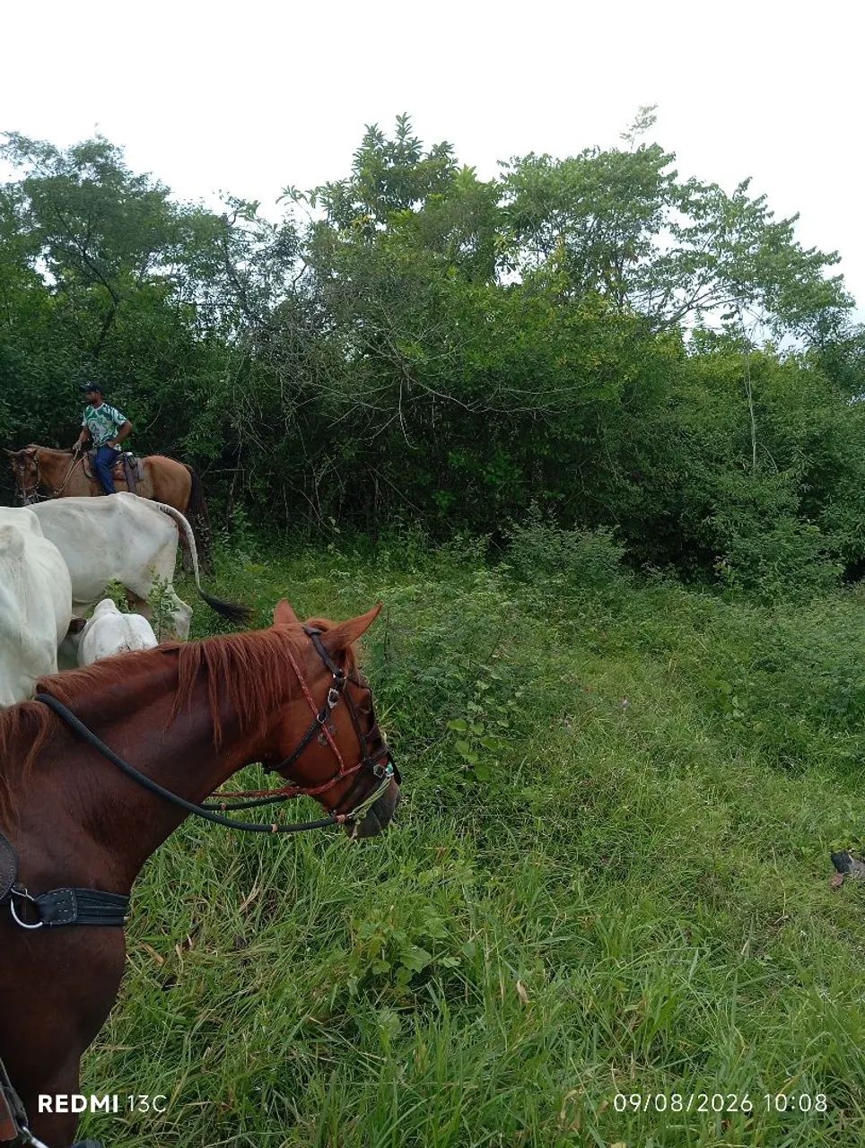 Animal de campo, trabalhar com gado  - Foto 2