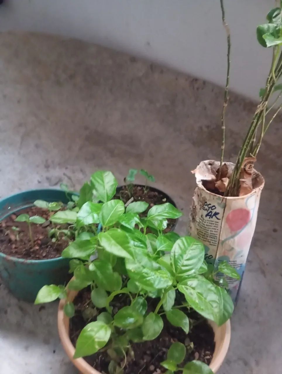 Vendo mudas de maracujá  - Foto 2