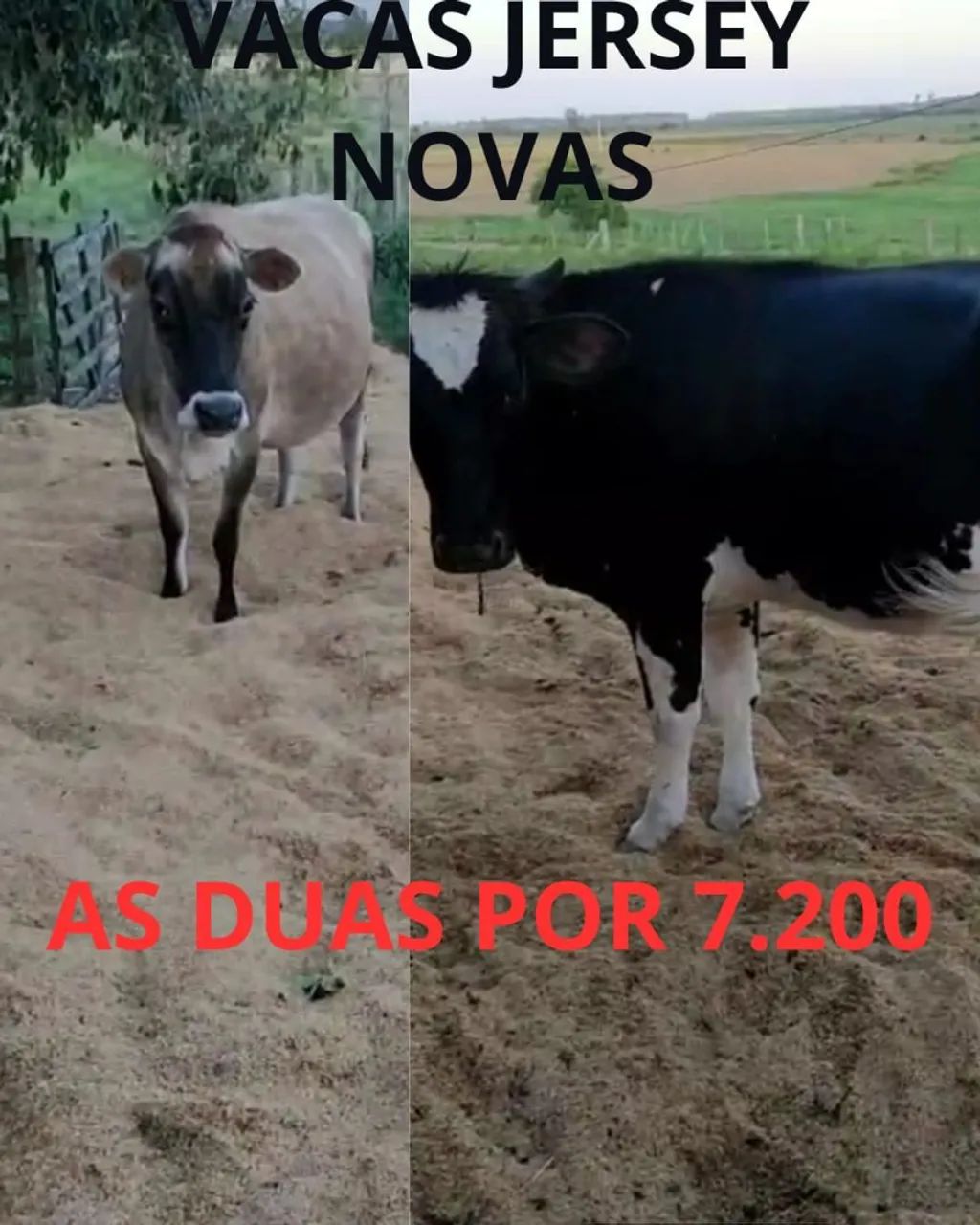 Vacas Jersey 