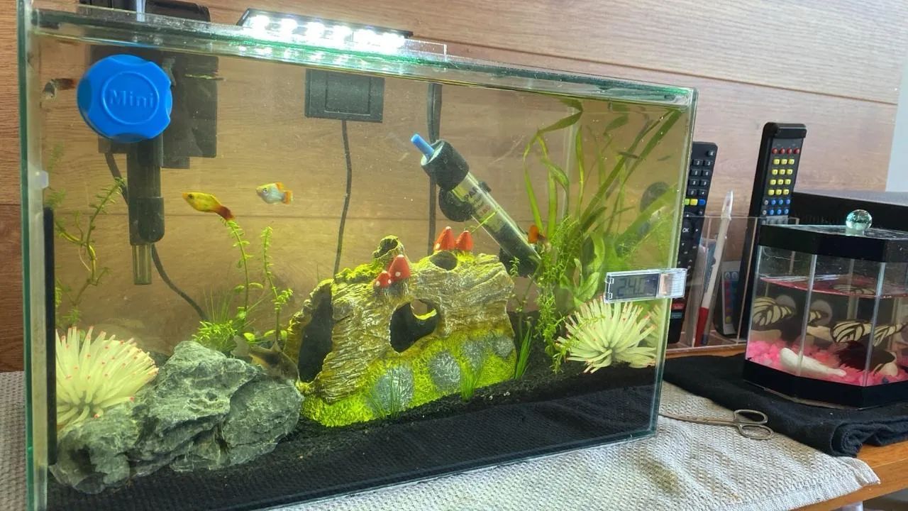 Aquario 20l completo - Foto 4
