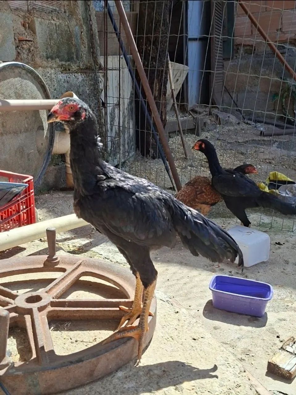 frango e franga - Foto 3