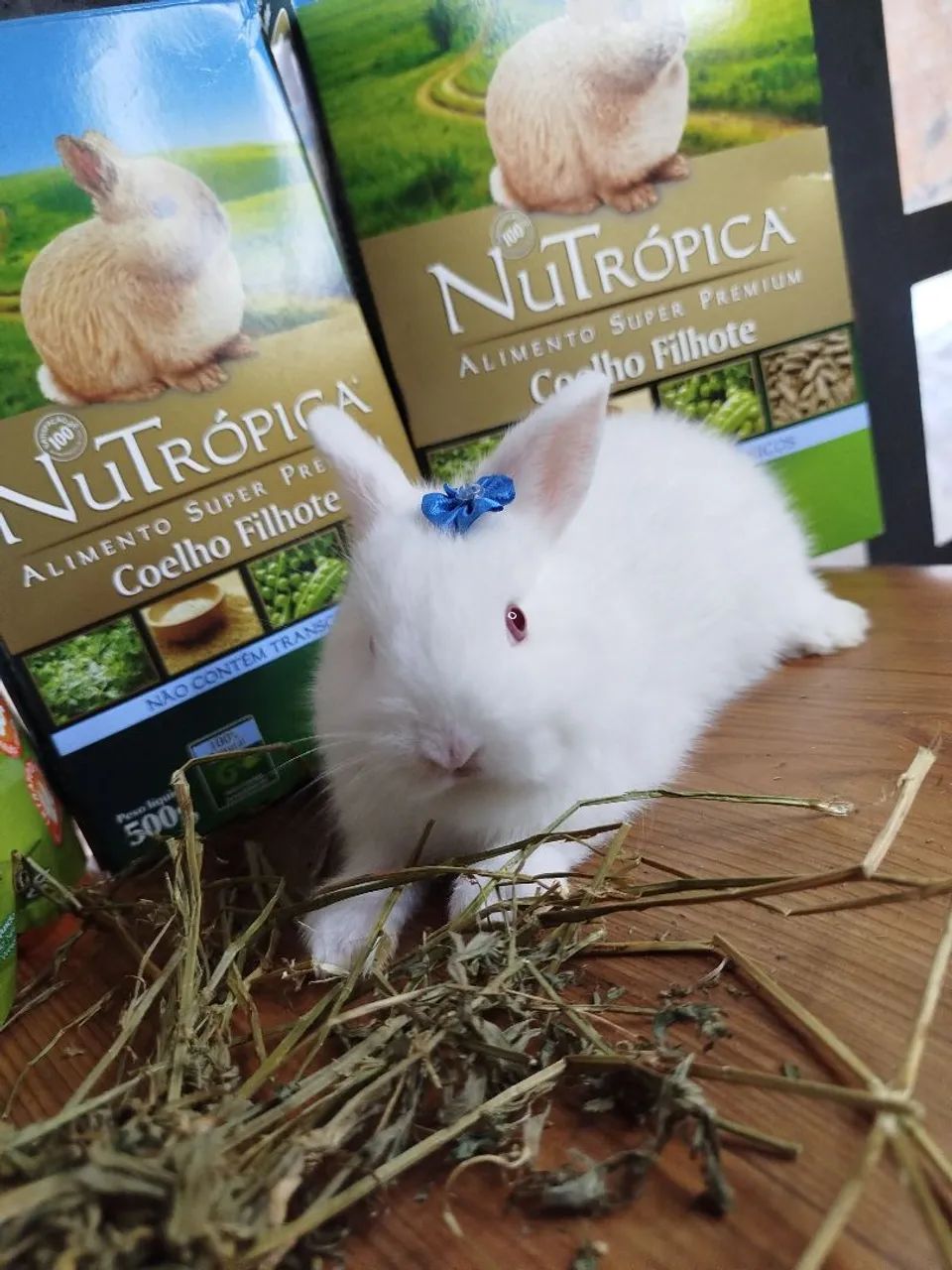 Mini Coelho Variadas Raças e VALORES  - Foto 4