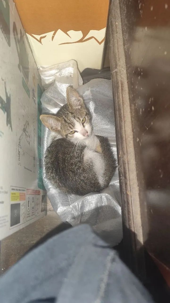 Adoção Gato Fêmea 3-4 meses  - Foto 2