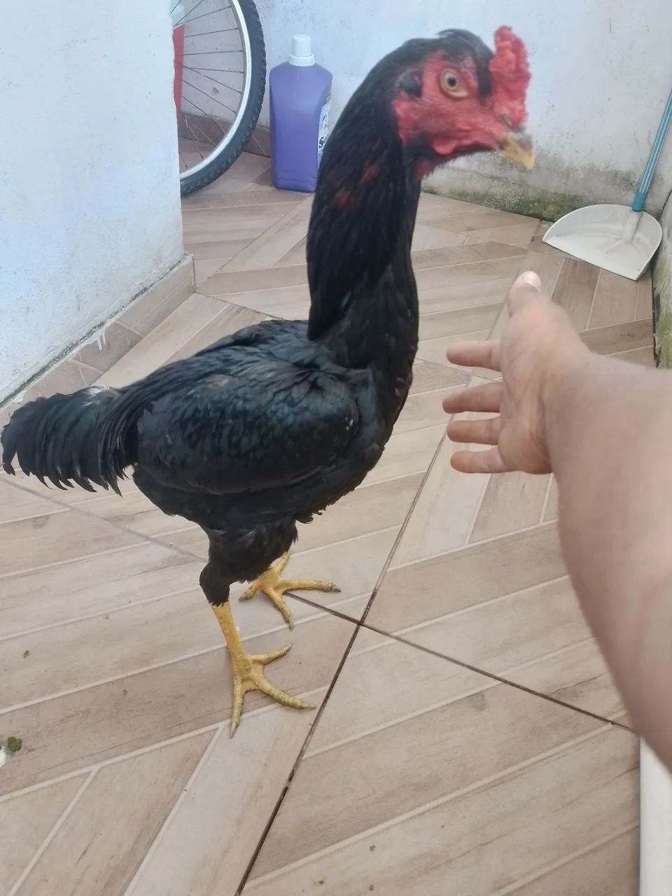 Galos e frango - Foto 2