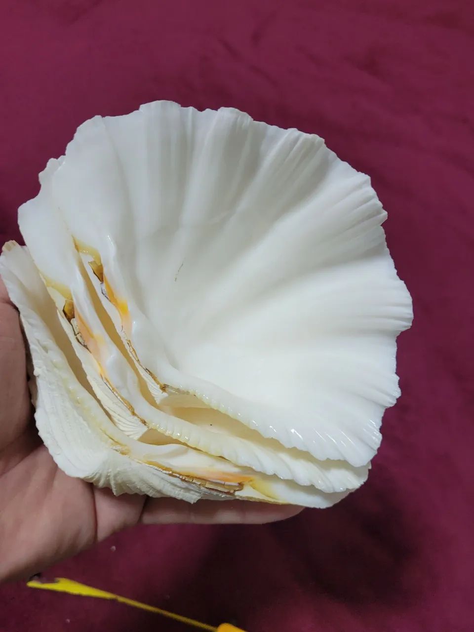 Conchas Hippopus hippopus conjunto  - Foto 4