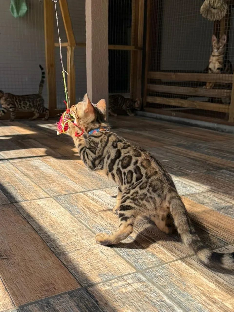 Gato  Bengal  - Foto 2