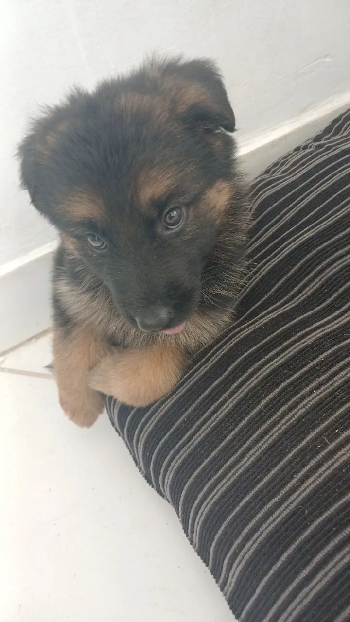 Cachorro  - Foto 3