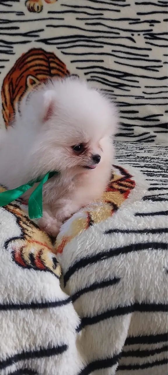 Lulu da pomerania 