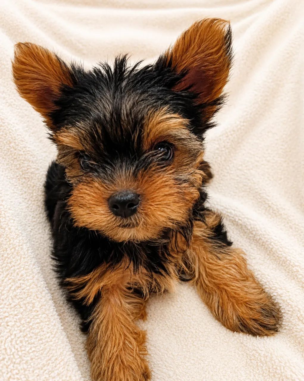 Cachorro  - Foto 3