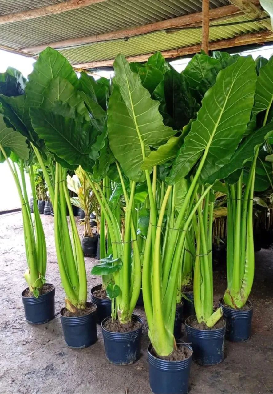 ? Parceria para Fornecimento de Plantas Ornamentais<br> - Foto 5