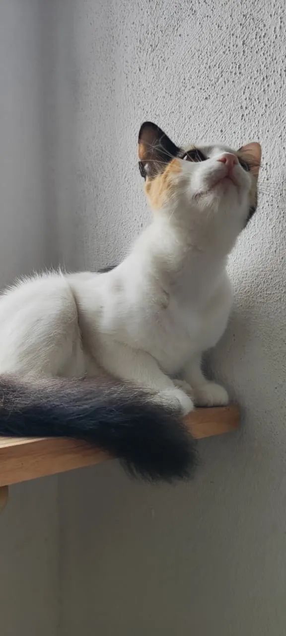 Gatinha adoção responsável  - Foto 4