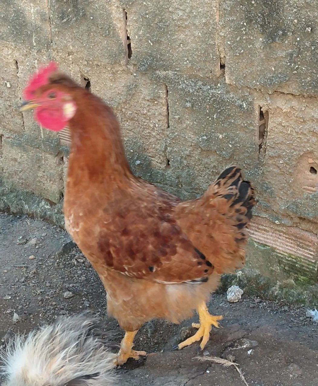 Frango mestiço - Foto 2