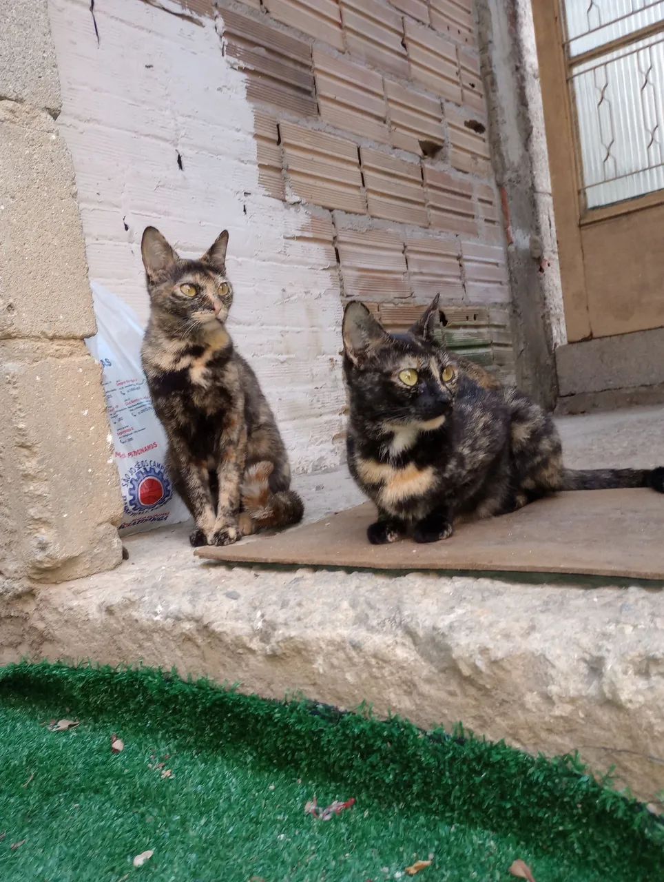 Adoção de gatas (Leia o anúncio) - Foto 2