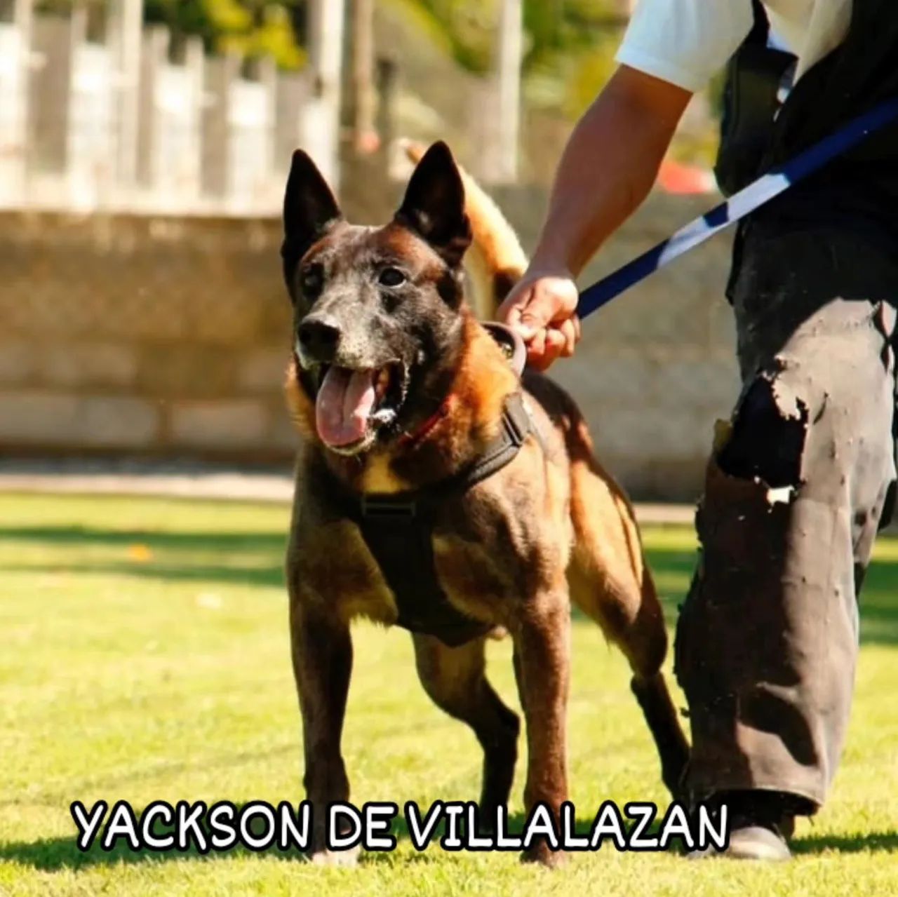 3.000 R$ FILHOTE  - Foto 5