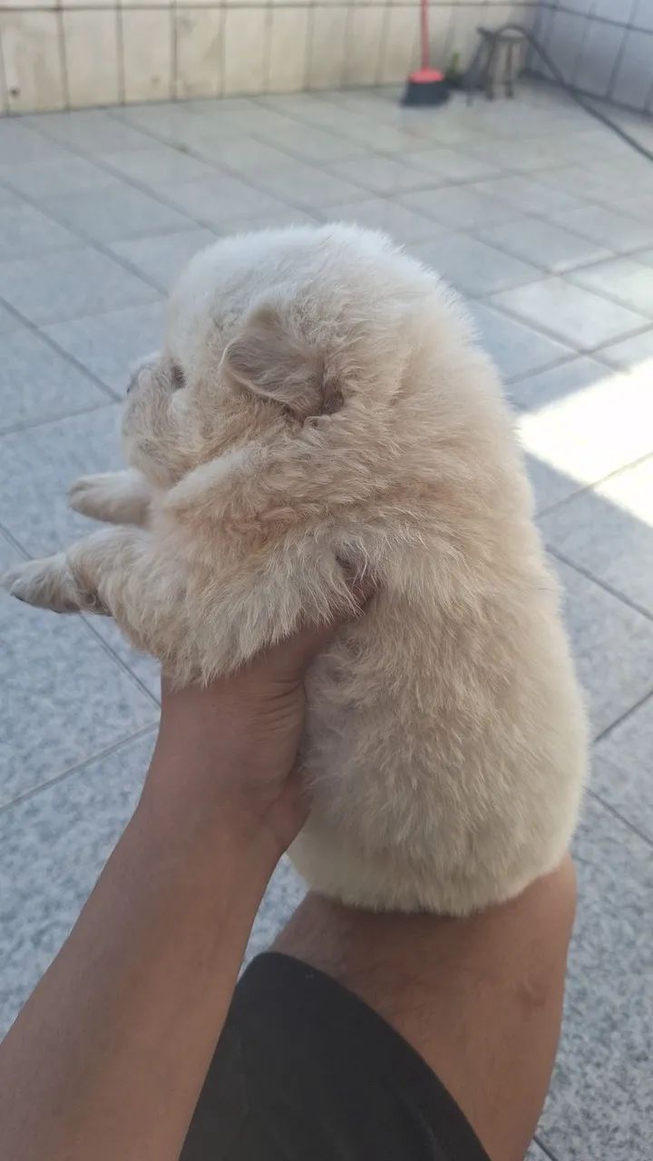 Chow Chow - Foto 2