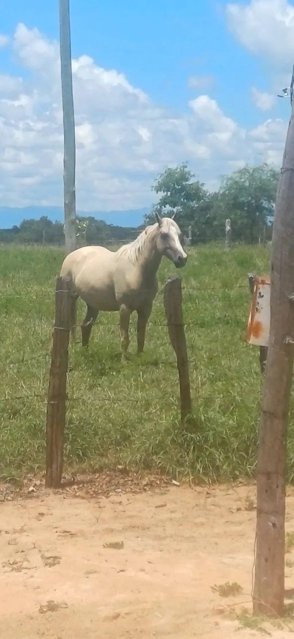 Egua quarto de milha  - Foto 2