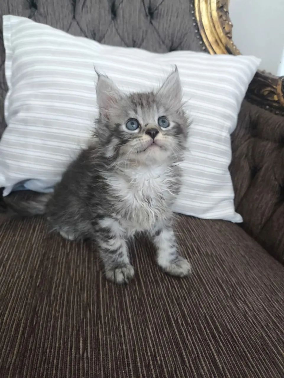 Belíssimo Macho Maine Coon  - Foto 5