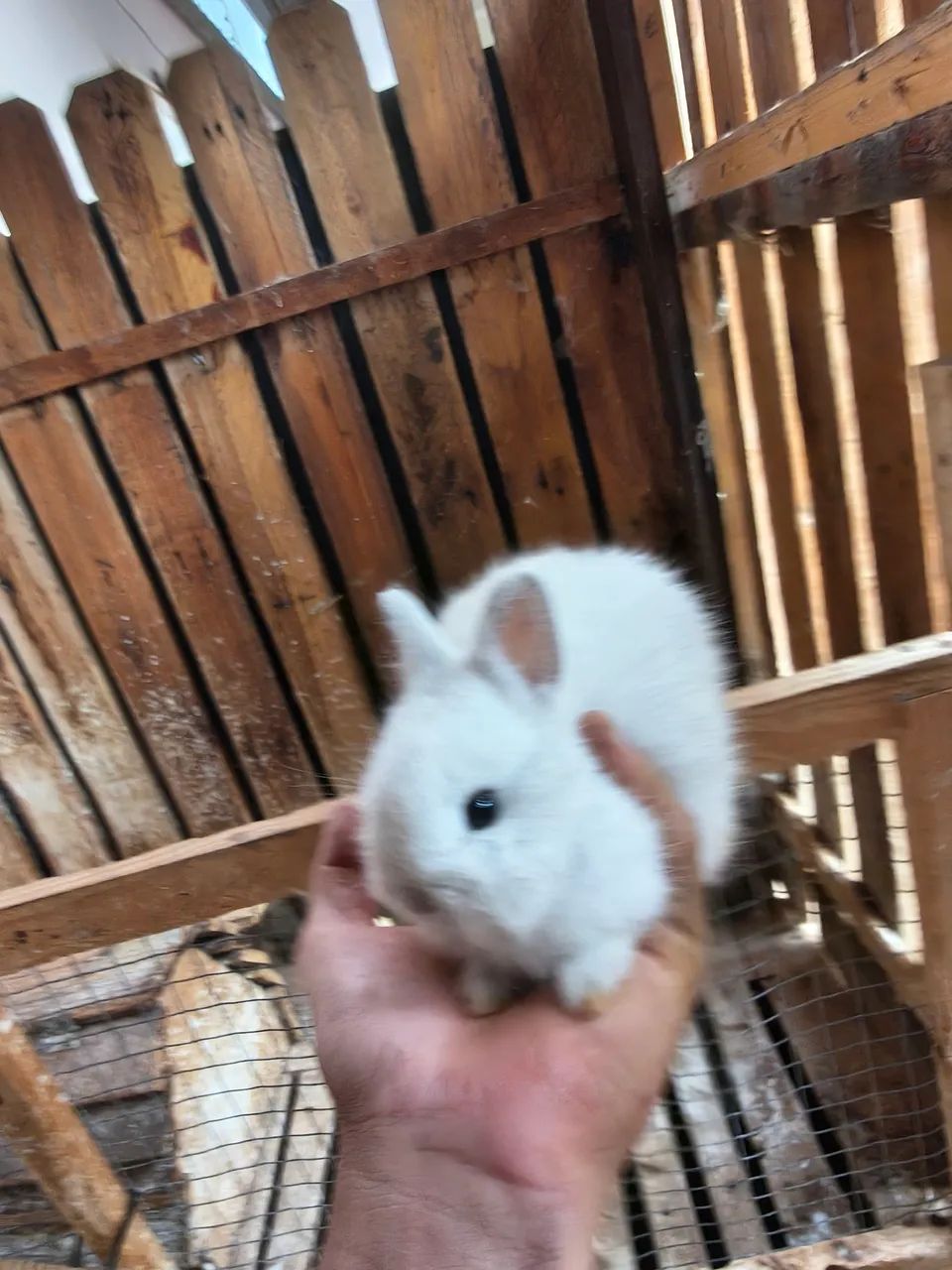 Mine coelho - Foto 4