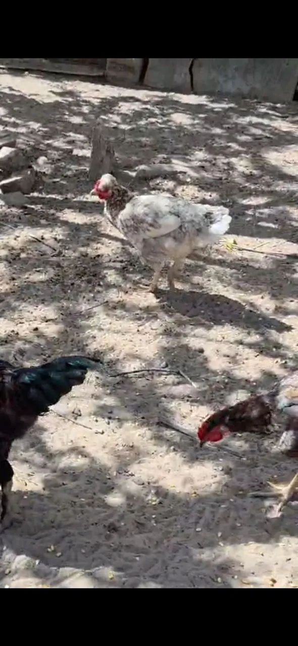 Vende-se aves - Foto 3