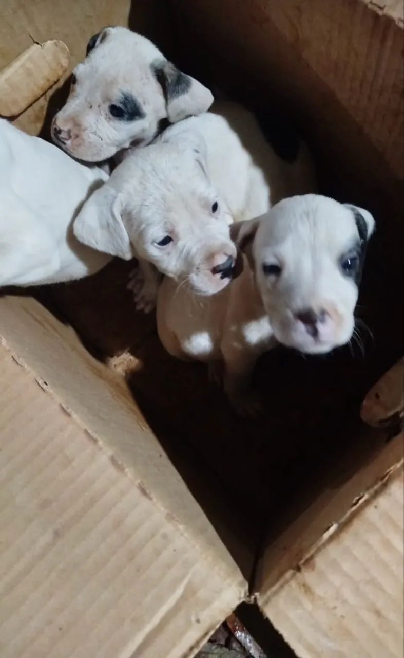 Dogo argentino 