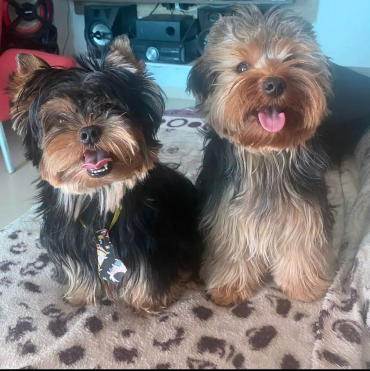 Yorkshire terrier