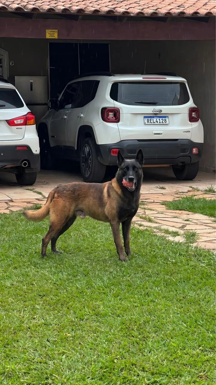 Filhote Pastor Malinois 